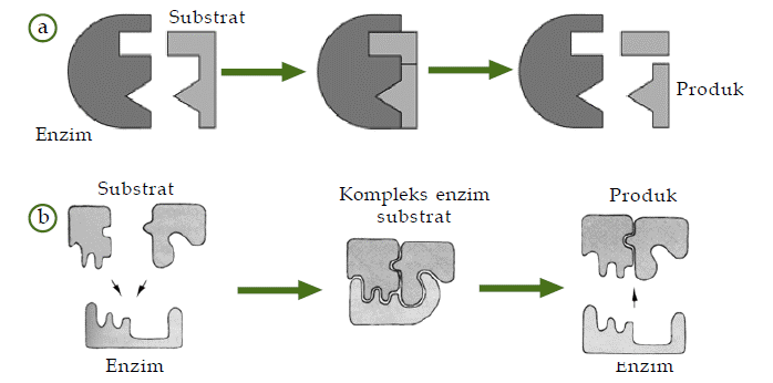 Anti Nutrisi Enzim